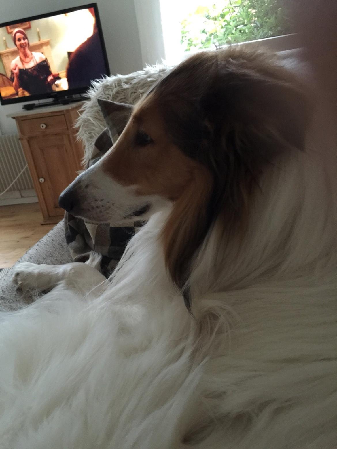 Collie langhåret Sir. Elliot billede 19