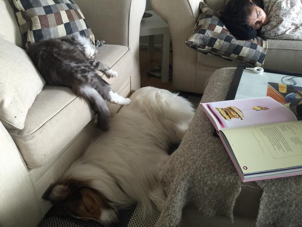 Collie langhåret Sir. Elliot billede 18