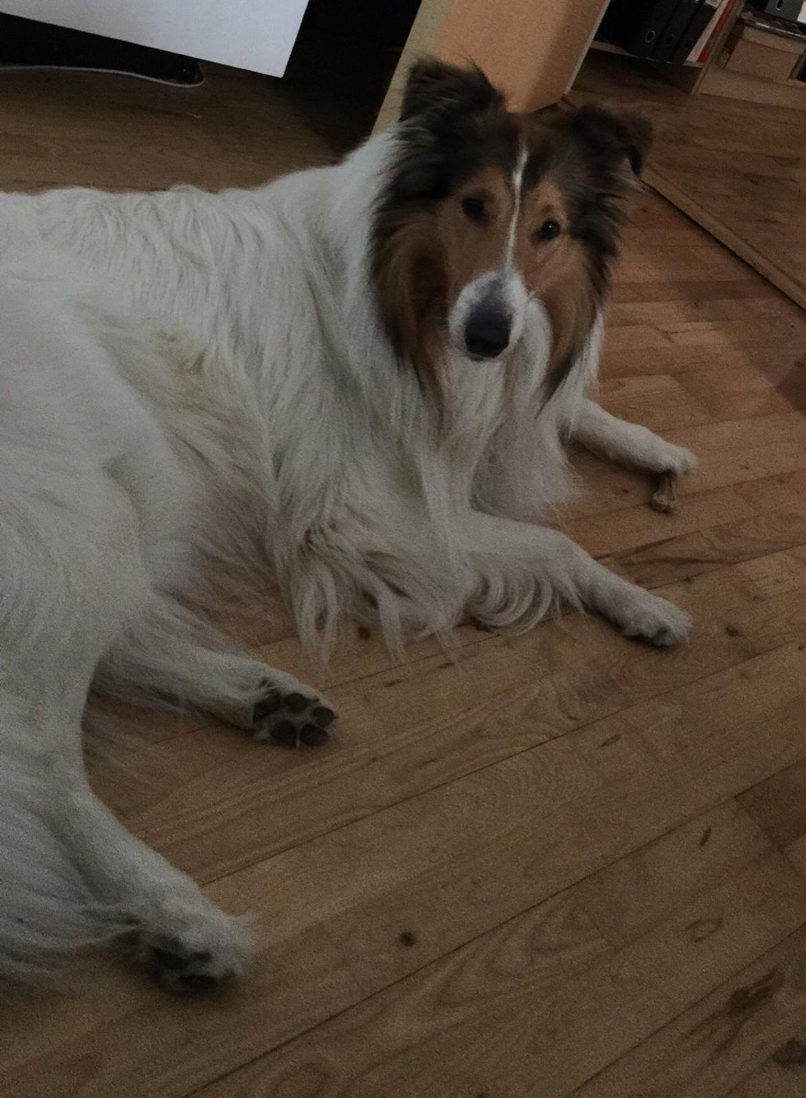 Collie langhåret Sir. Elliot billede 20