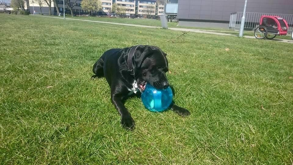 Blanding af racer Balder<3 billede 7