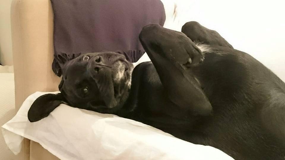 Blanding af racer Balder<3 billede 3