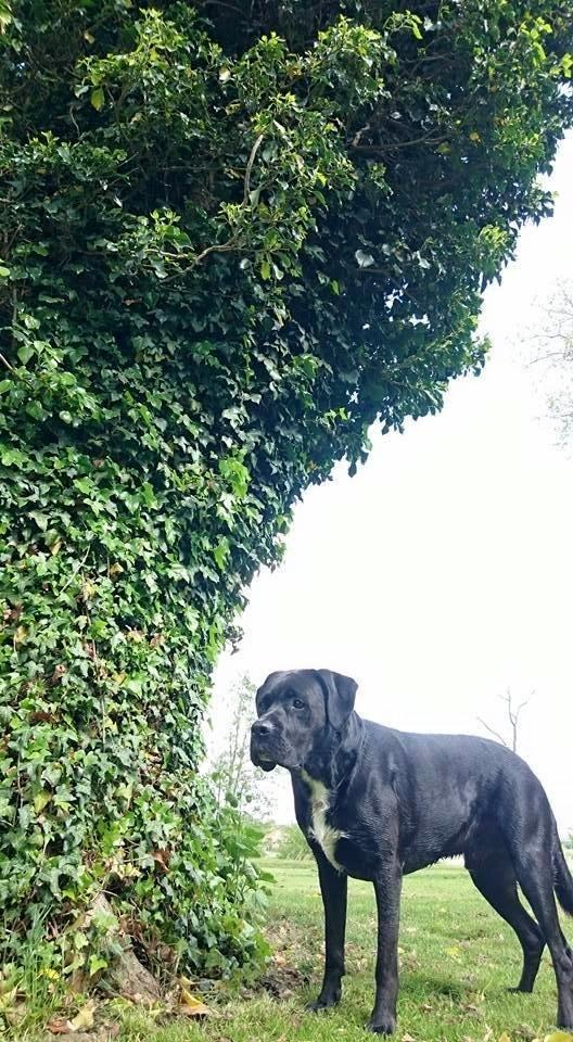 Blanding af racer Balder<3 billede 2