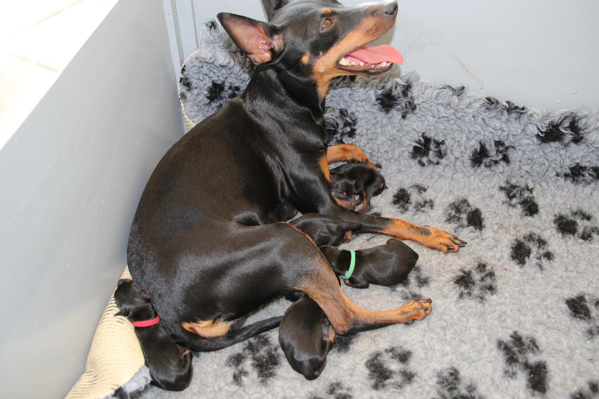 Engelsk toy terrier Xpected Diamond Amasing 1. Lady - så kom hvalpene billede 7