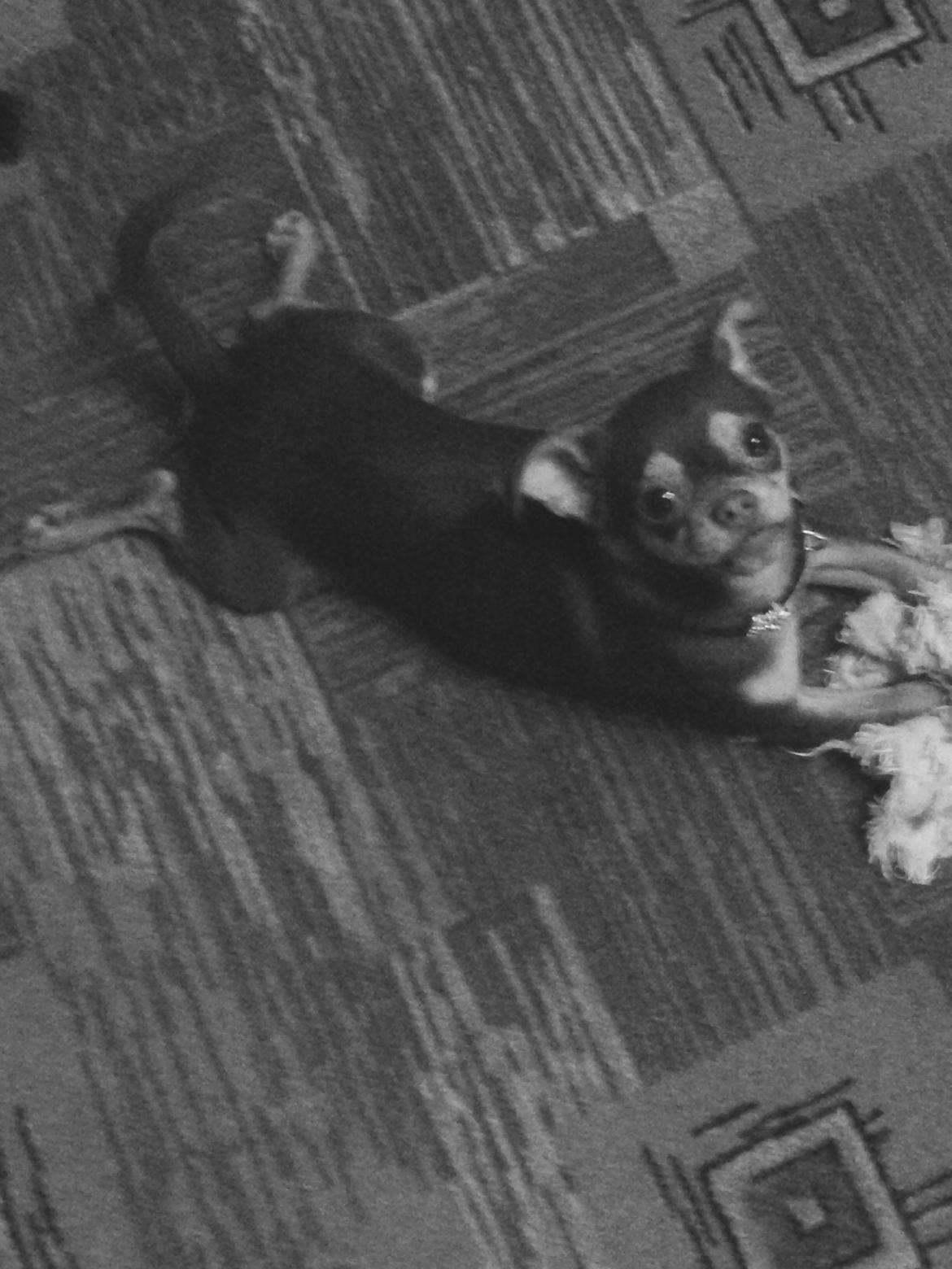 Blanding af racer Tukas billede 2