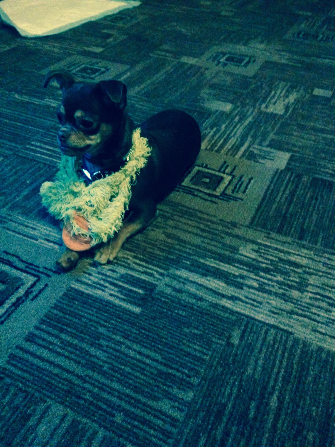 Blanding af racer Tukas billede 3