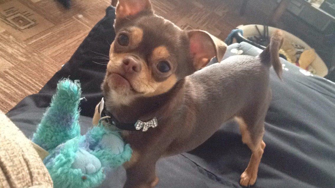 Blanding af racer Tukas billede 1