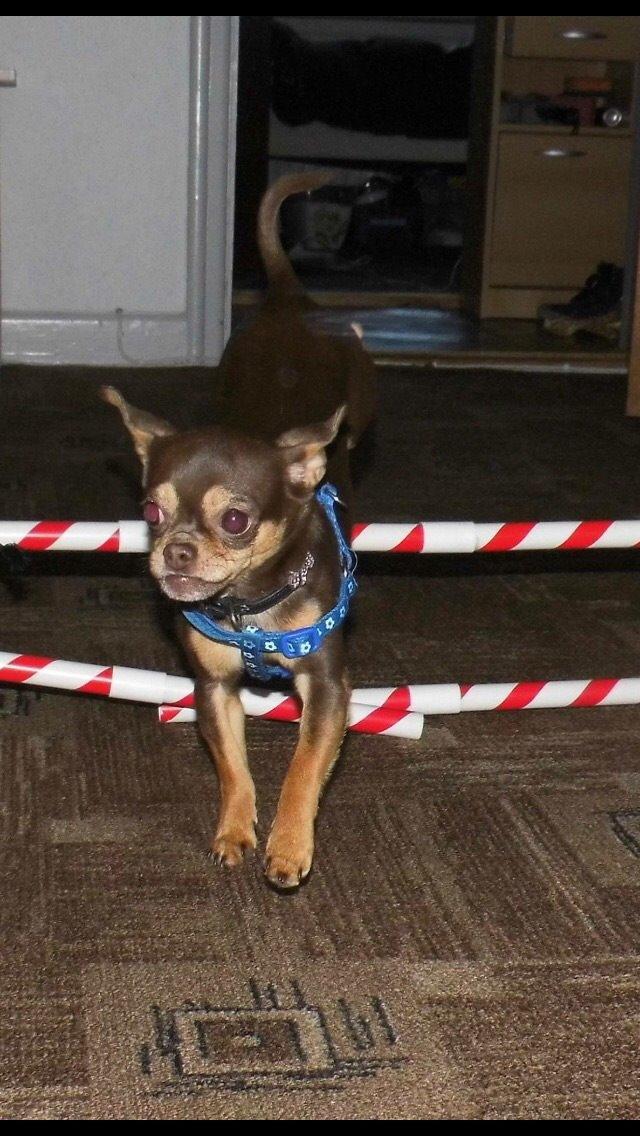 Blanding af racer Tukas billede 4