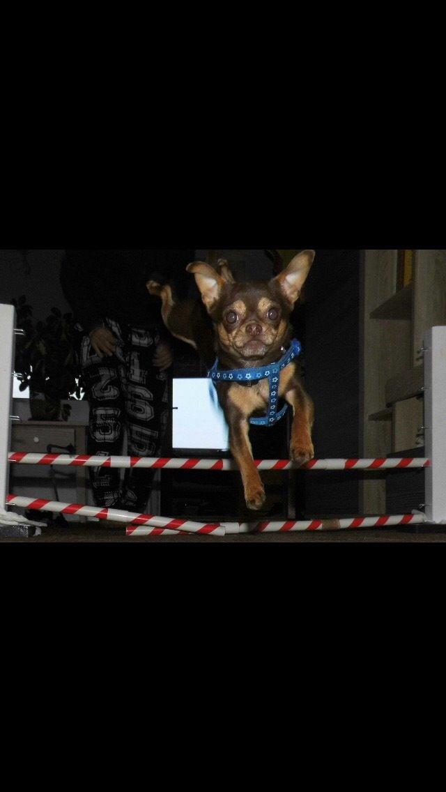 Blanding af racer Tukas billede 5