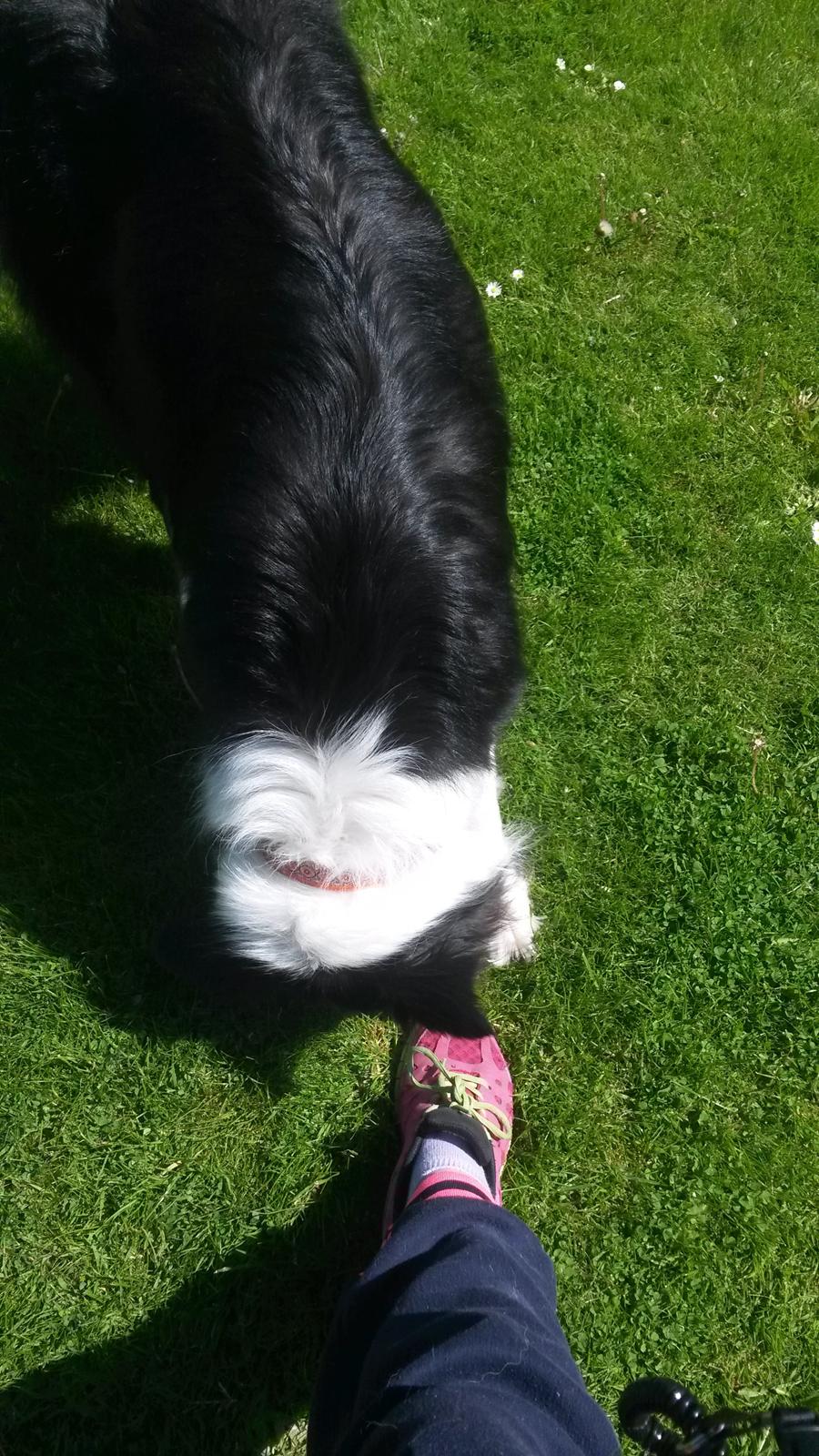 Border collie Kato - flyt foden mor du står på min godbid billede 9