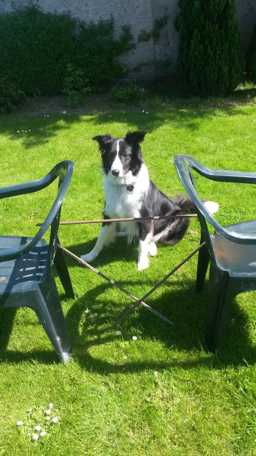 Border collie Kato - Du mener vel ikke at jeg skal springe over det spring der. billede 10