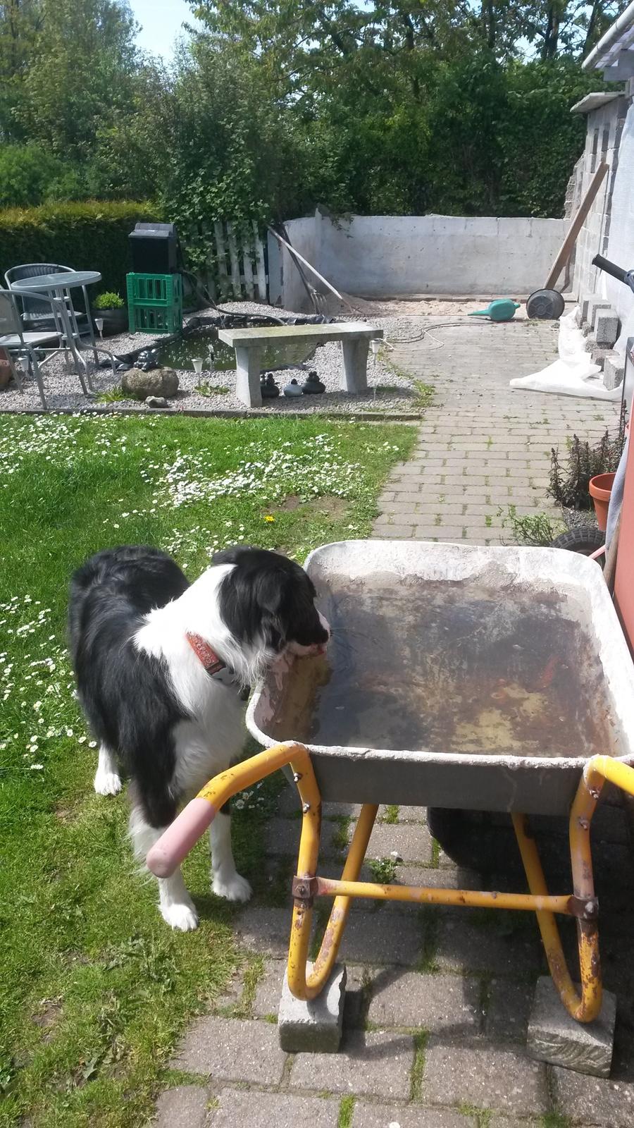 Border collie Kato - hjælp mor du har puttet min godbid ned i en trillebør der er fyldt med vand. billede 11