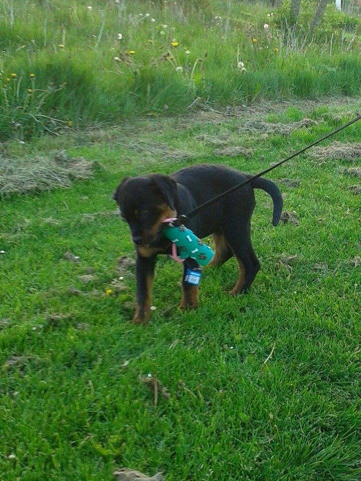 Rottweiler Hedegårds Xander billede 8