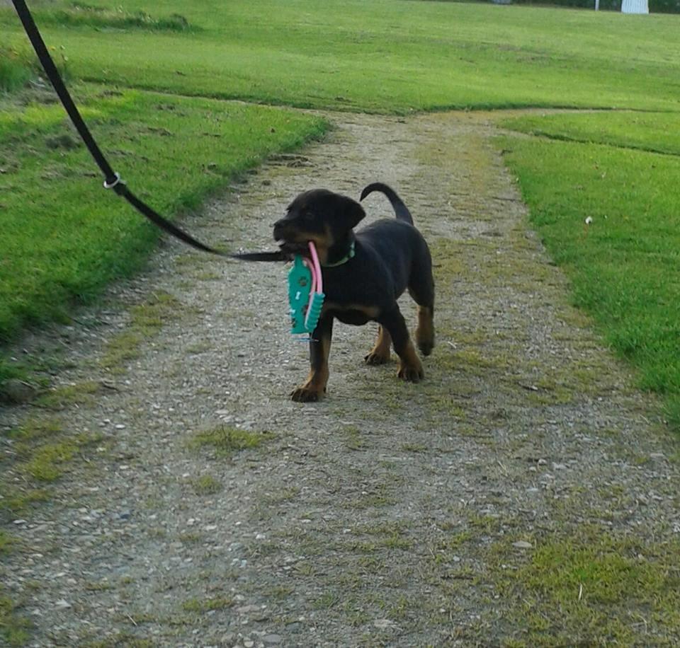 Rottweiler Hedegårds Xander billede 9