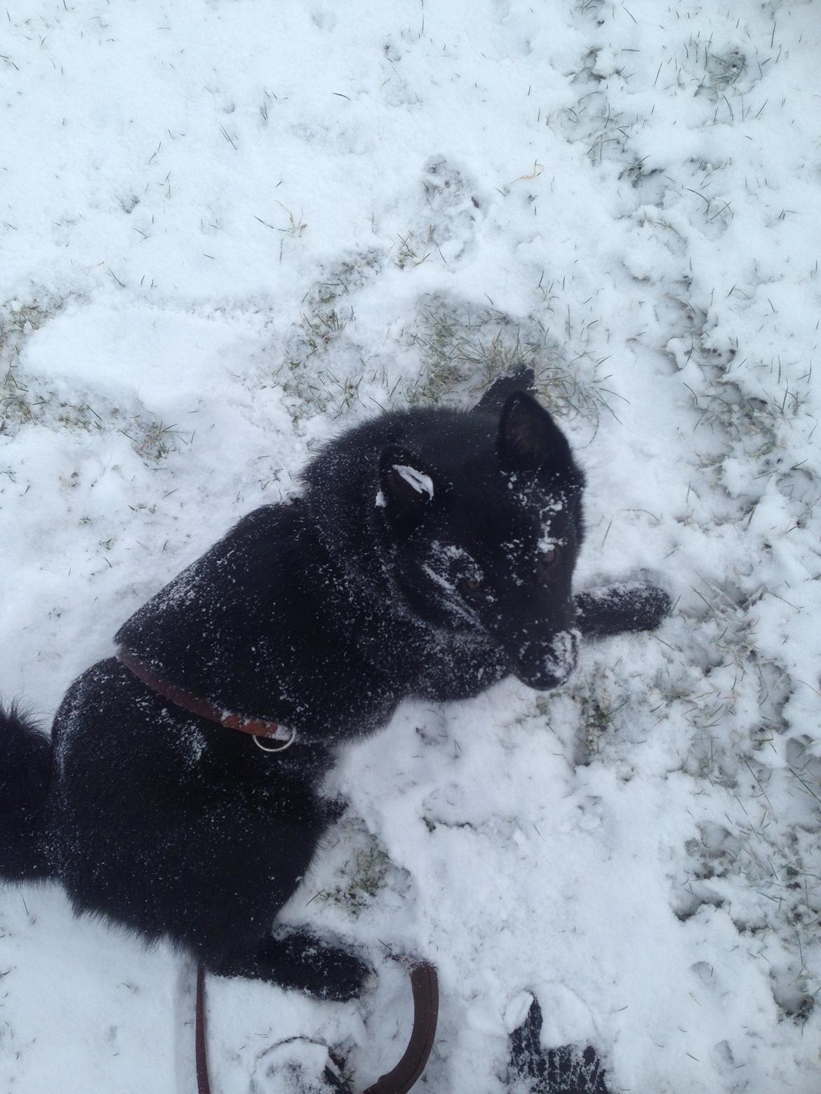 Norsk buhund Njord - Elsker snen, han kan slet ikke få nok af det :) billede 3