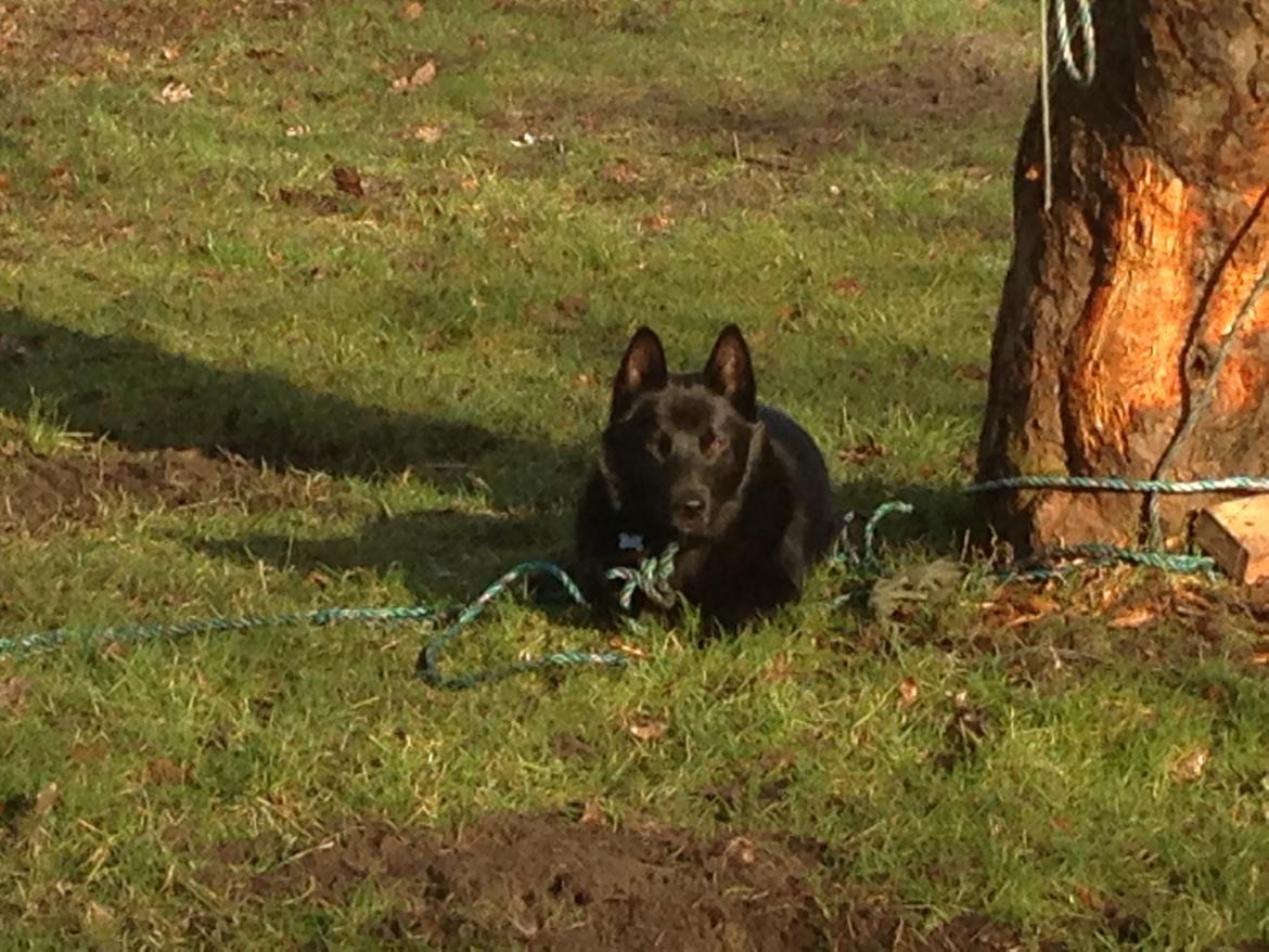 Norsk buhund Njord - Njord er sur over at være bundet, imens vi ordner hegnet billede 4
