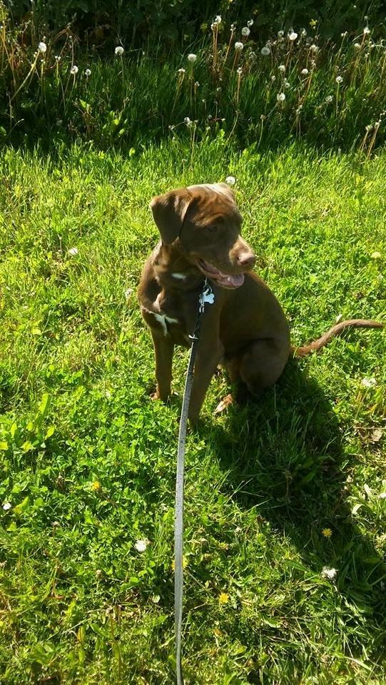 Blanding af racer Coco billede 15