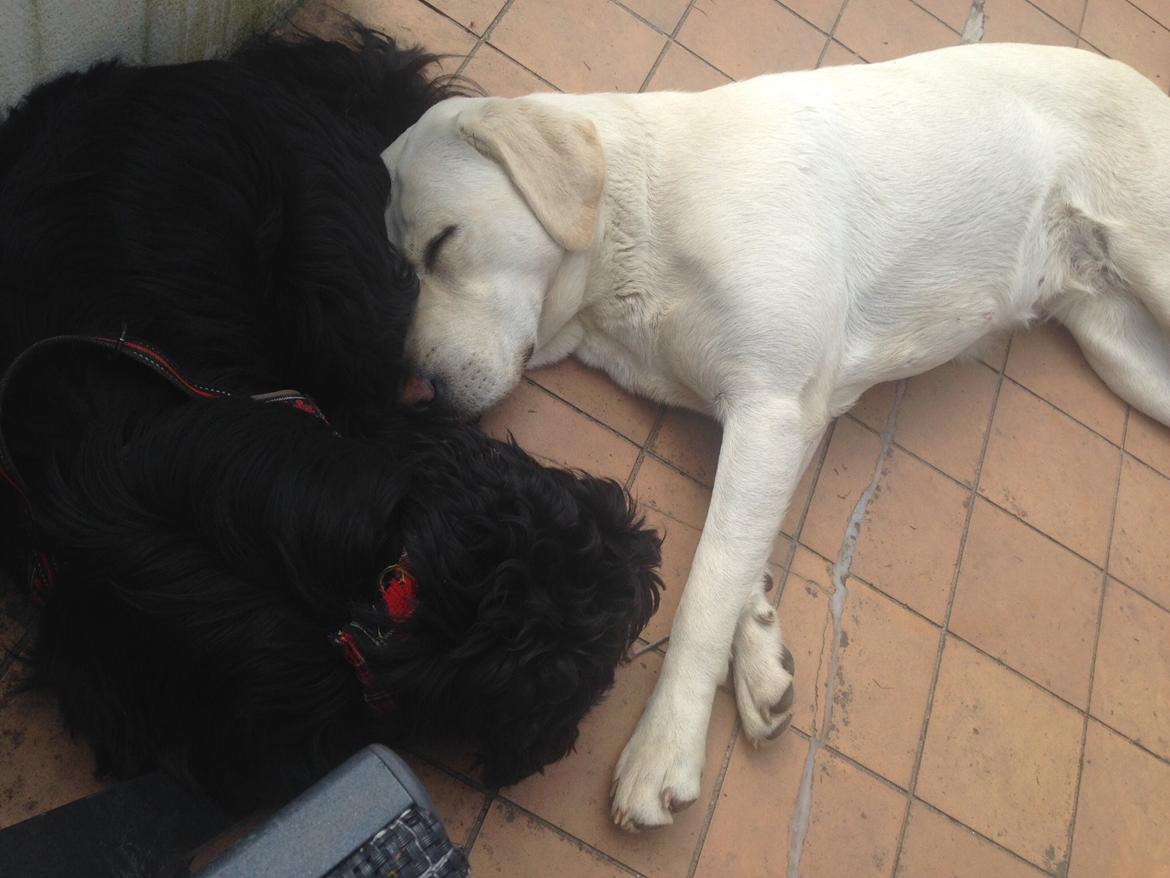 Labrador retriever Sika - Sika 15 mdr. slapper af samme med Messi som er i hundeskole hos os billede 19