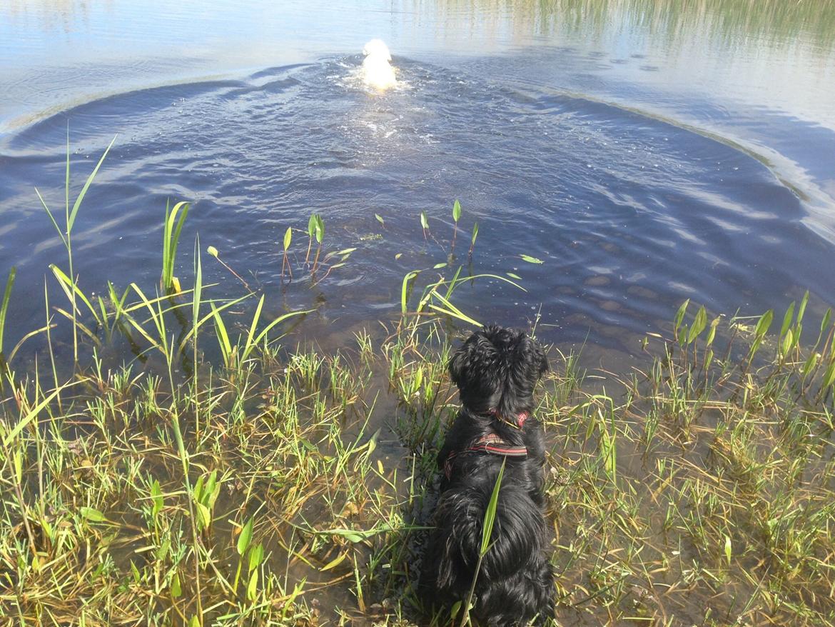 Labrador retriever Sika - Sika er vandhund  billede 20