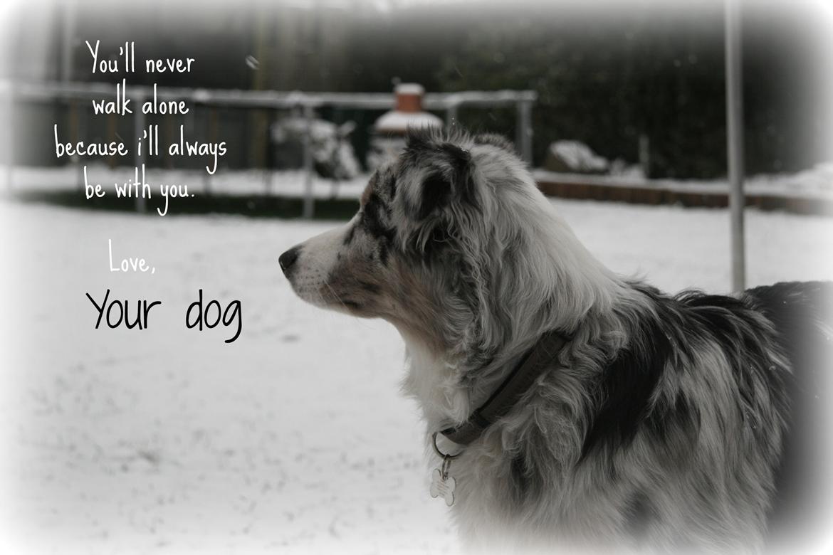 Australian shepherd Tarzan billede 23