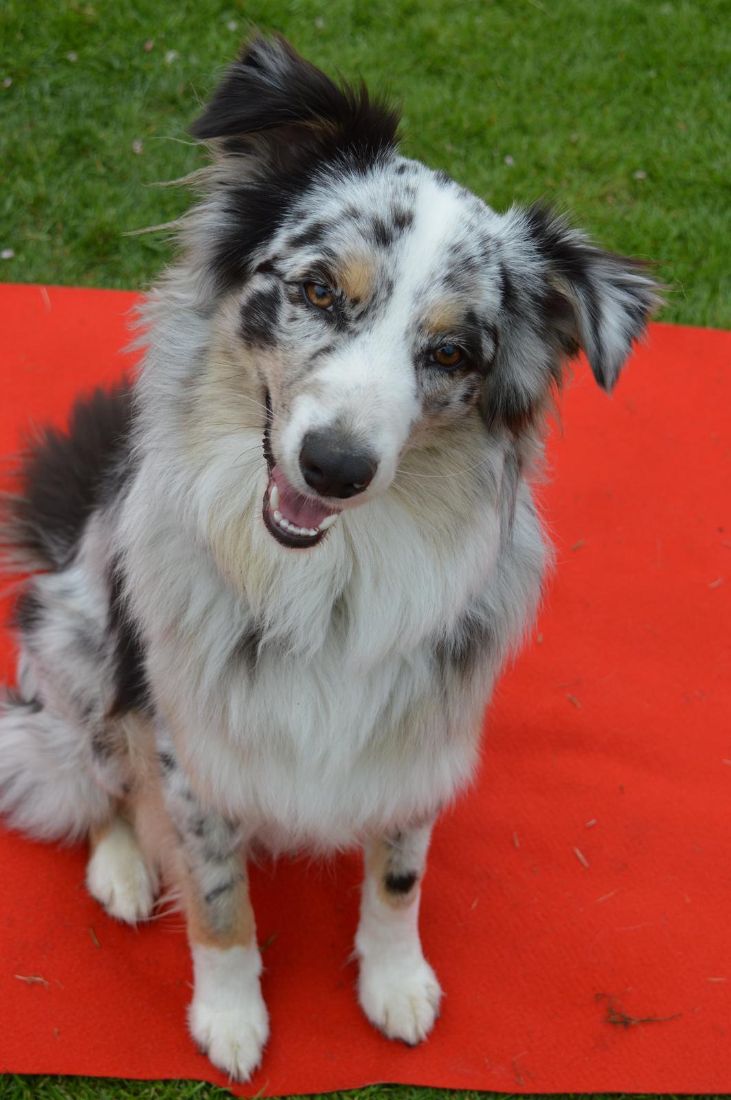 Australian shepherd Tarzan billede 17