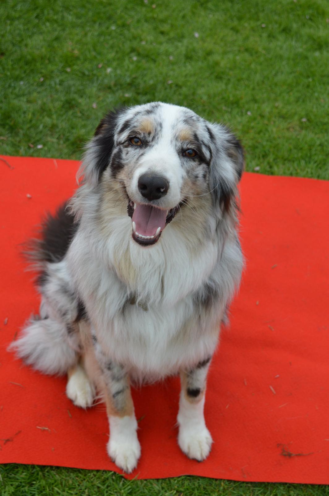 Australian shepherd Tarzan billede 27
