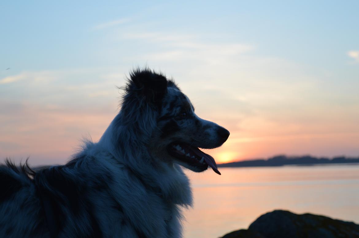 Australian shepherd Tarzan billede 7