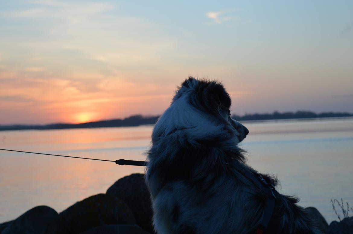 Australian shepherd Tarzan billede 31