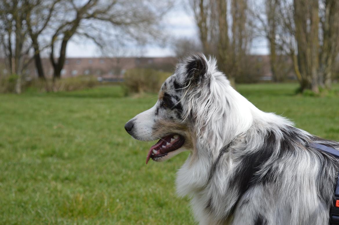 Australian shepherd Tarzan billede 21