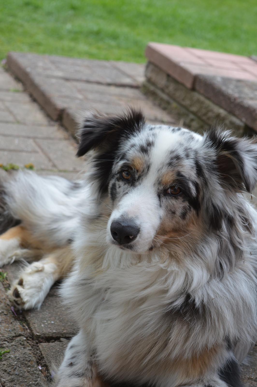 Australian shepherd Tarzan billede 24