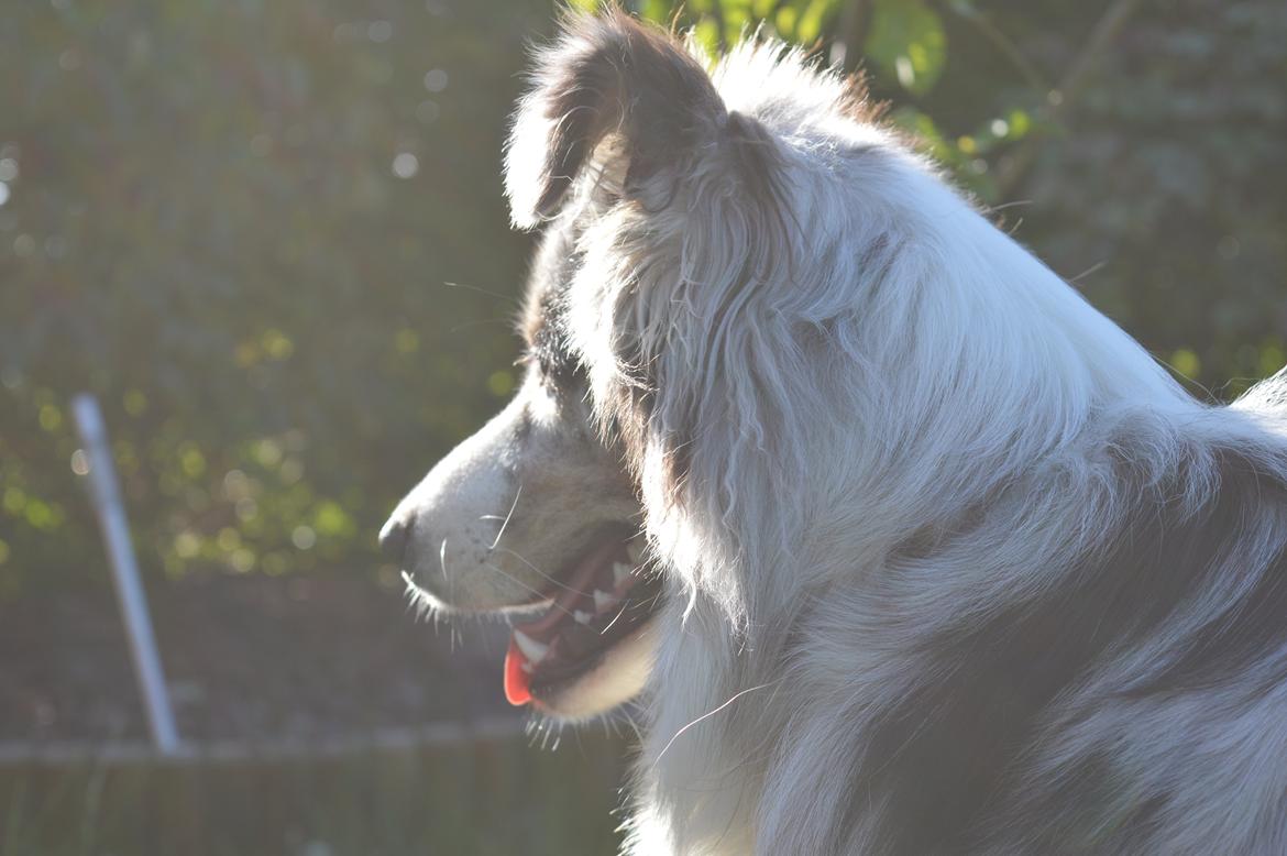 Australian shepherd Tarzan billede 38