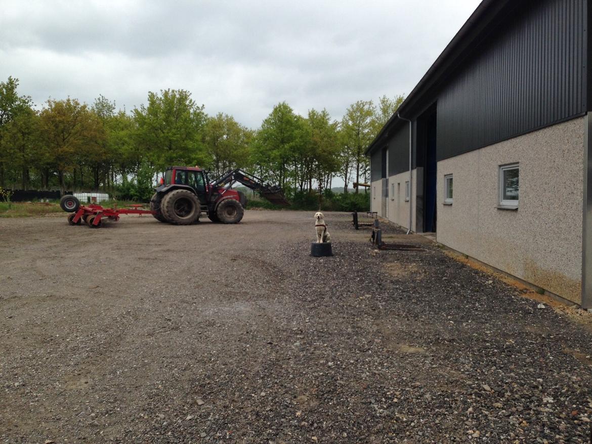 Labrador retriever Sika - lidt træning med Sika billede 21