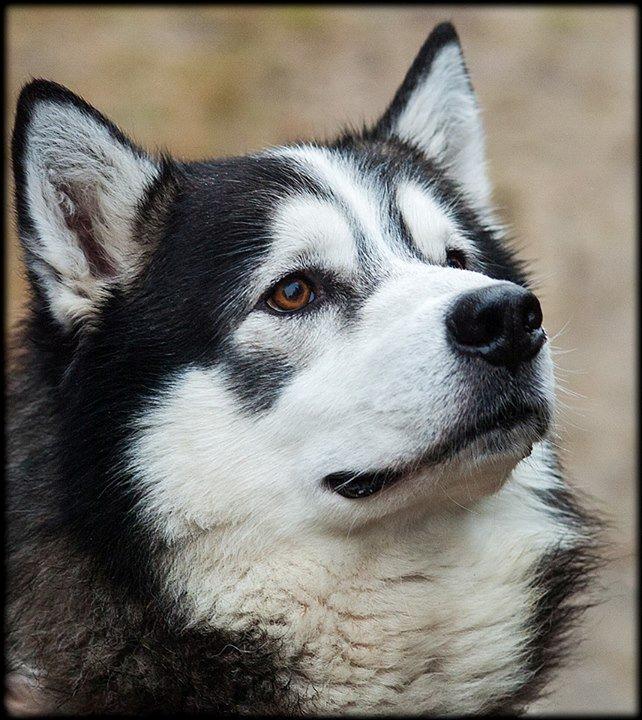 Siberian husky Thai billede 1