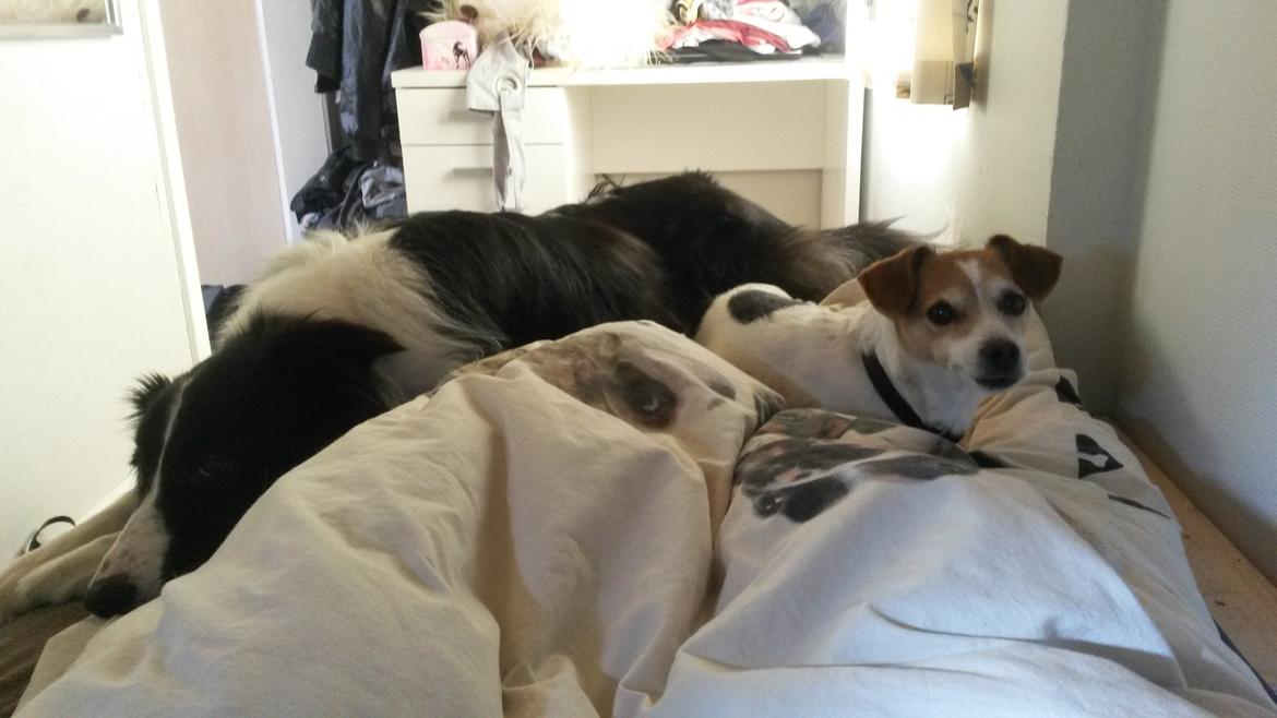 Border collie Kato - Kato og Ida ligger lige i min seng og rå hygger. billede 12