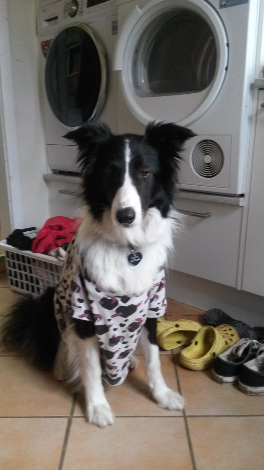 Border collie Kato - Mor tag nu den trøje af mig og lig den telefon. billede 13