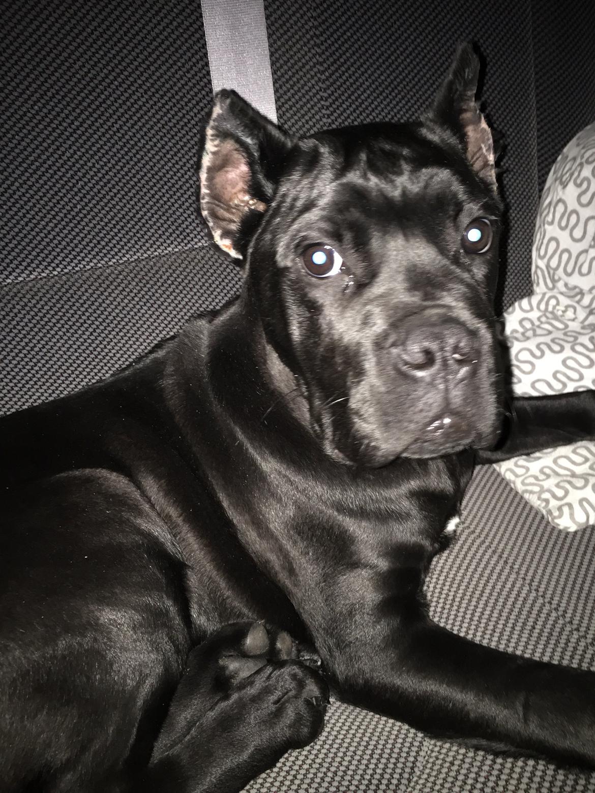 Cane corso Hugo (Black devil)  billede 2