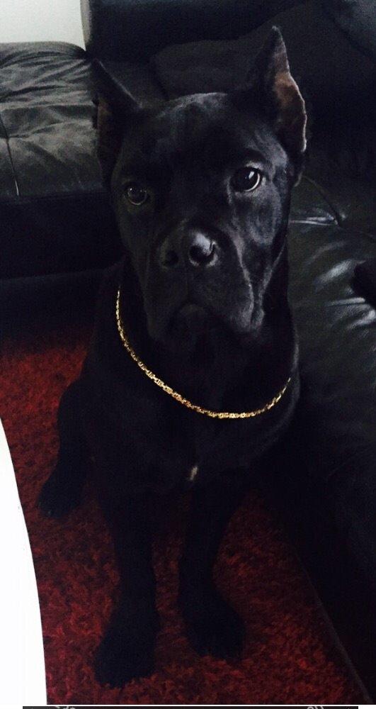 Cane corso Hugo (Black devil)  billede 5