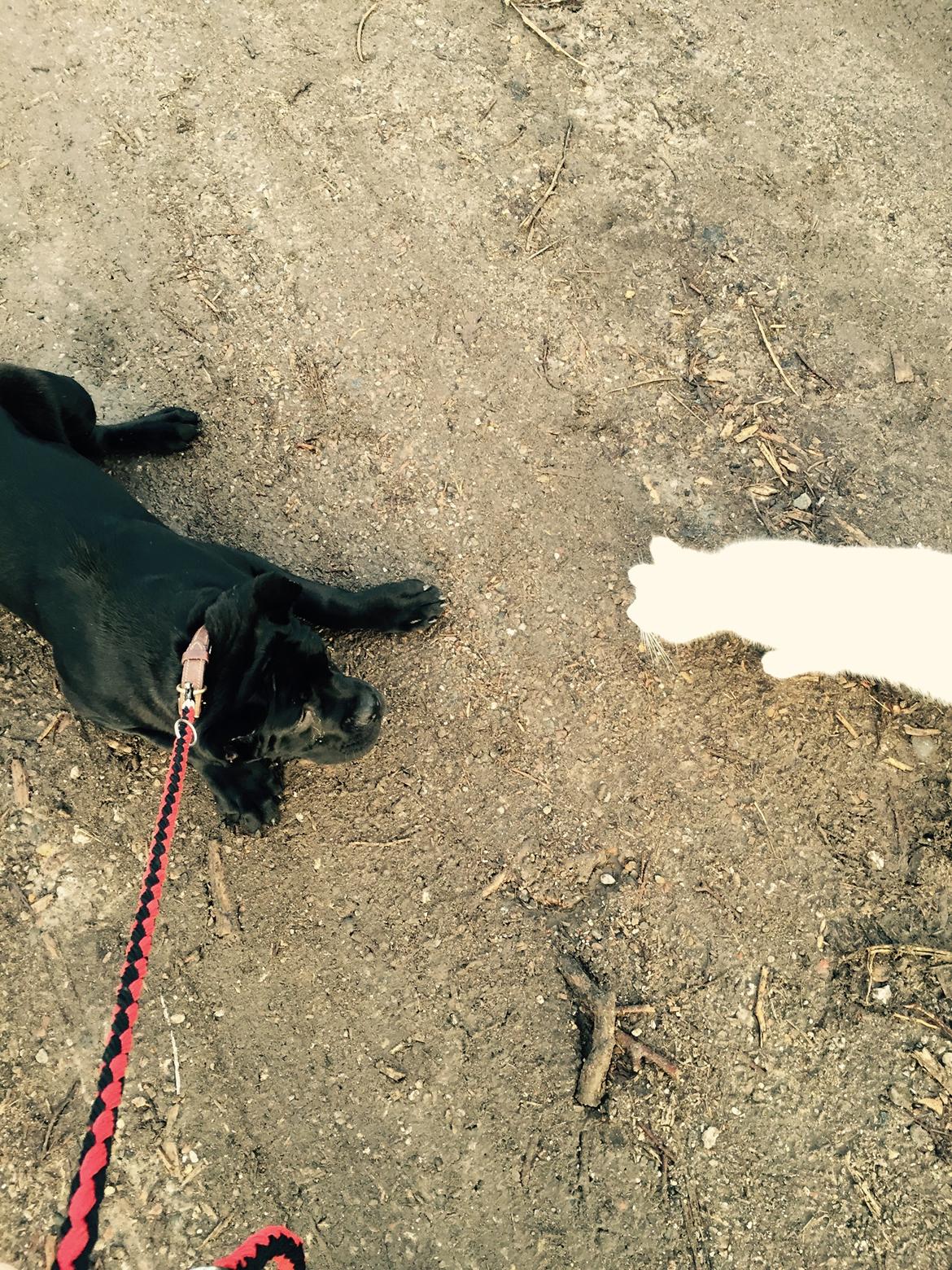 Cane corso Hugo (Black devil)  - hugo er ikke helt tryg ved katten :D billede 10