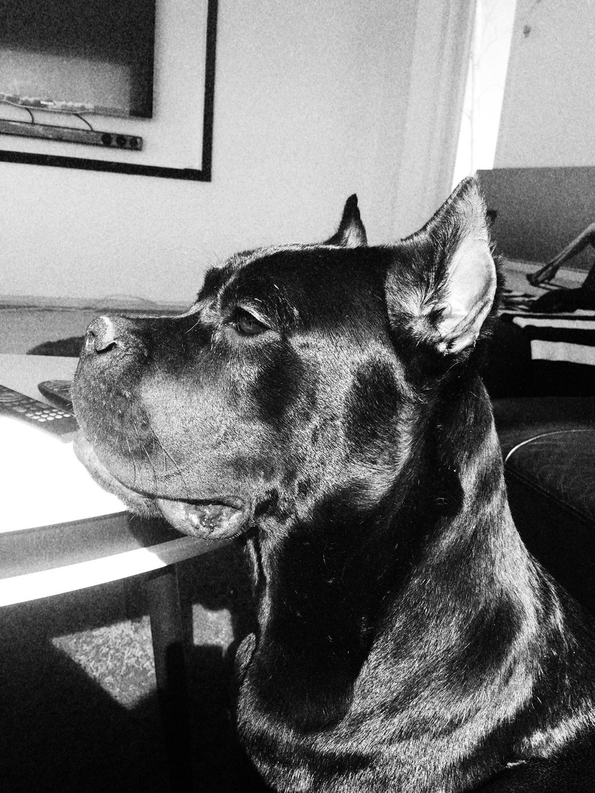 Cane corso Hugo (Black devil)  billede 12