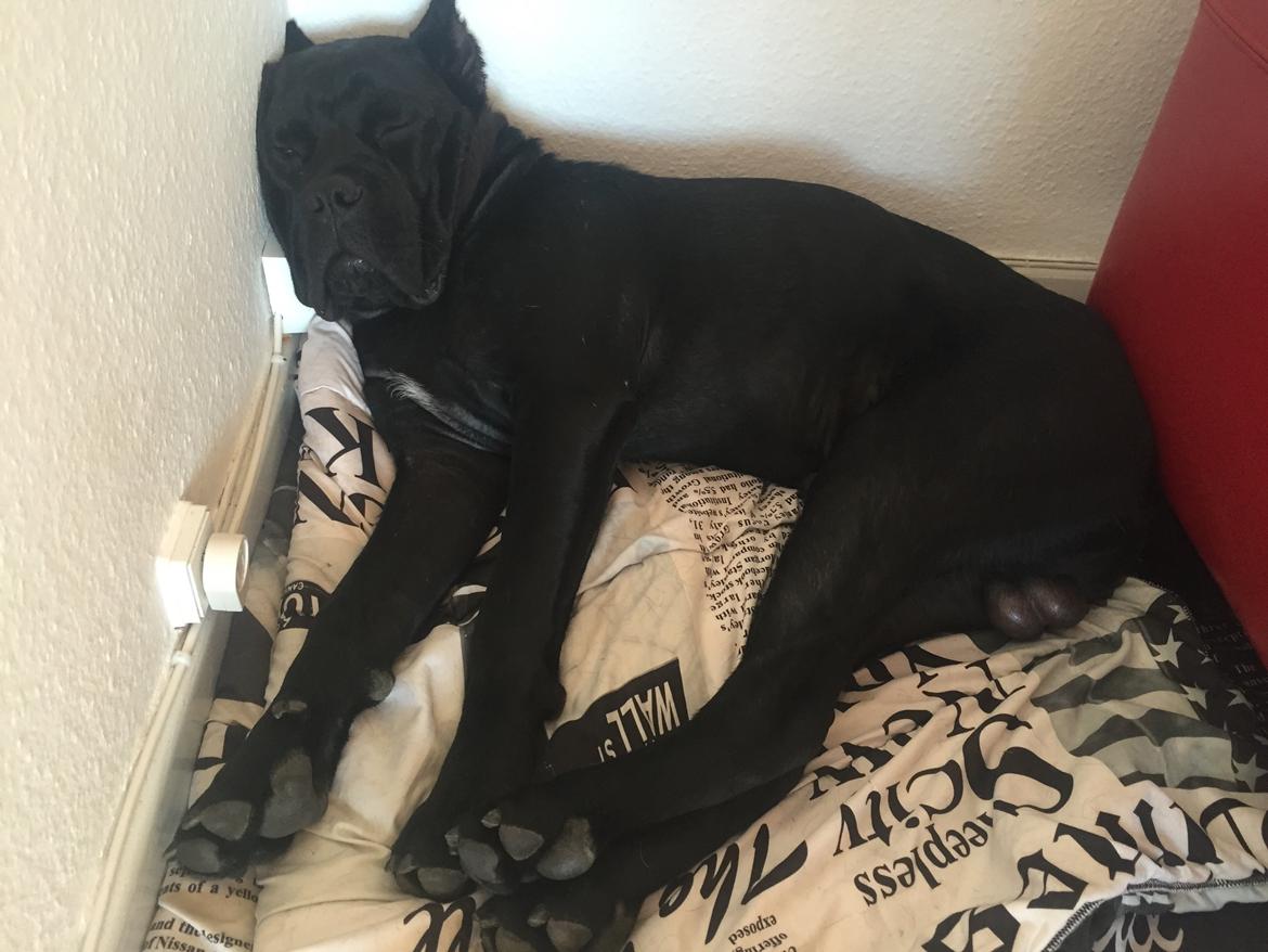 Cane corso Hugo (Black devil)  billede 14