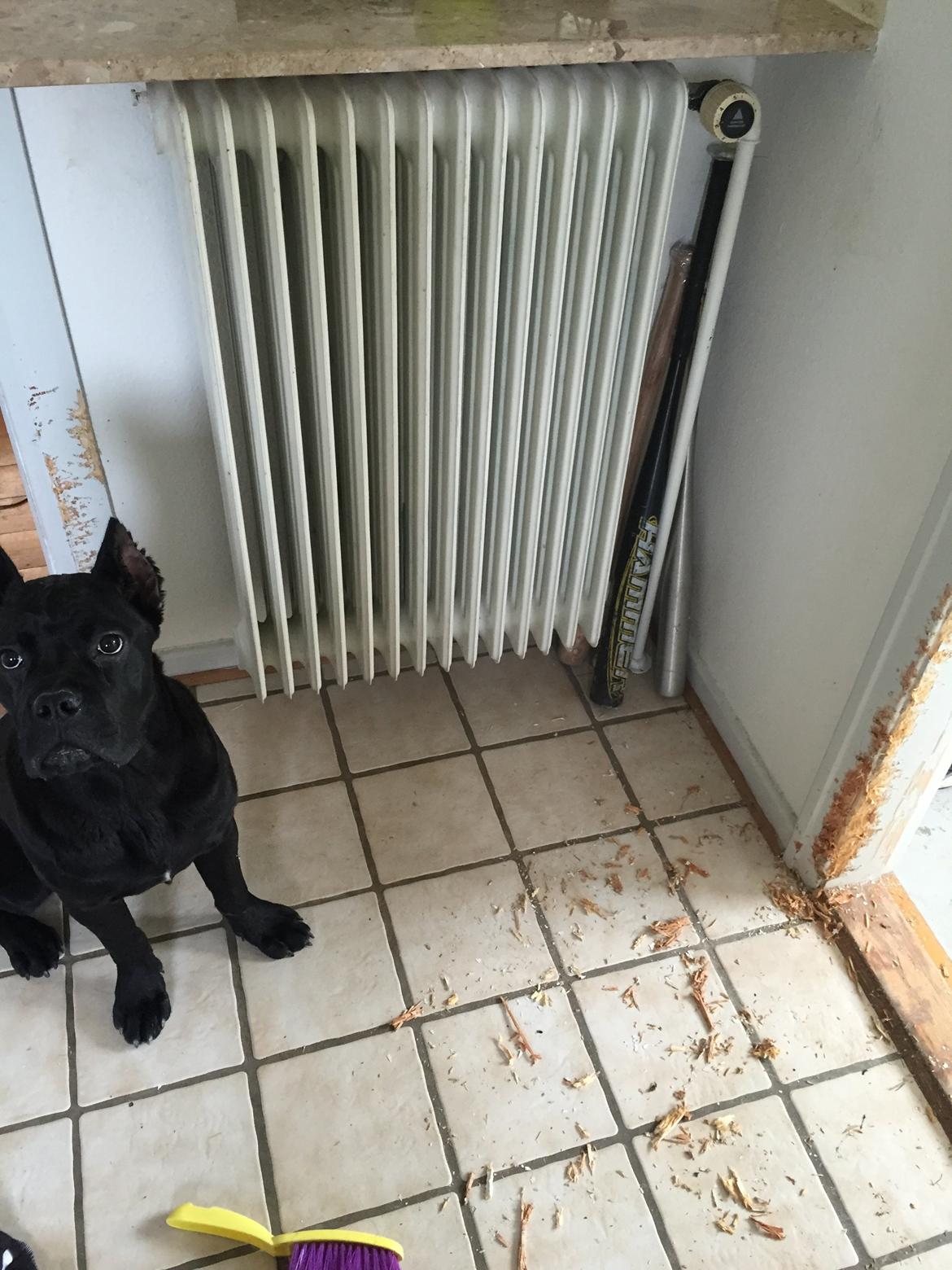 Cane corso Hugo (Black devil)  billede 20