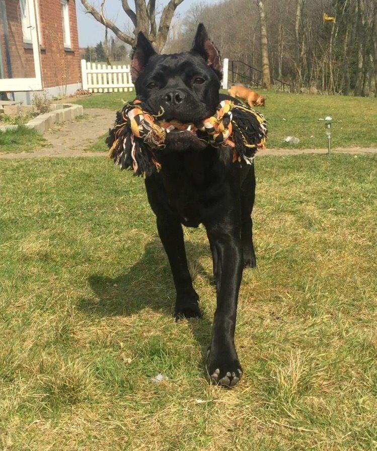 Cane corso Hugo (Black devil)  billede 21