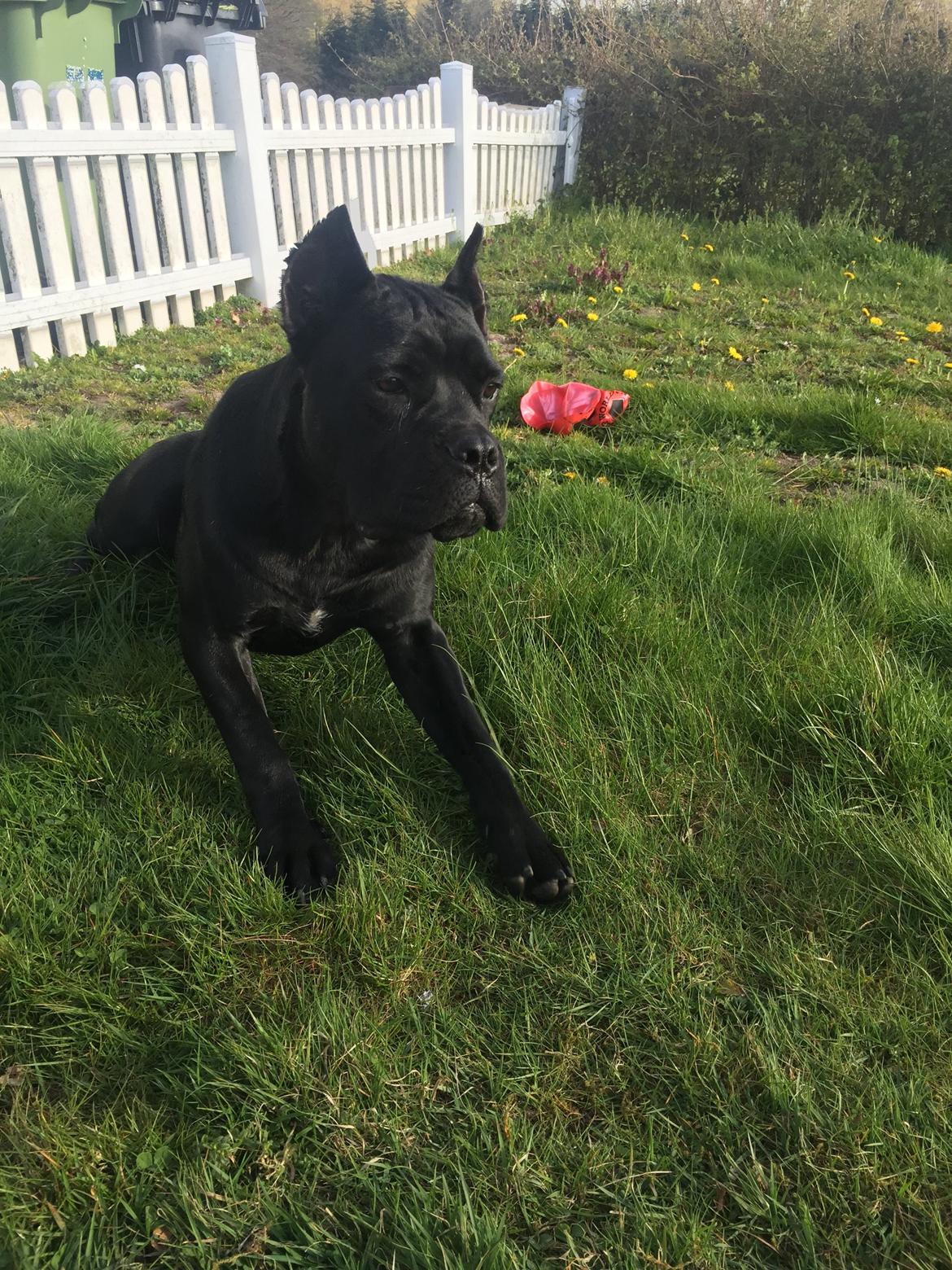 Cane corso Hugo (Black devil)  billede 30