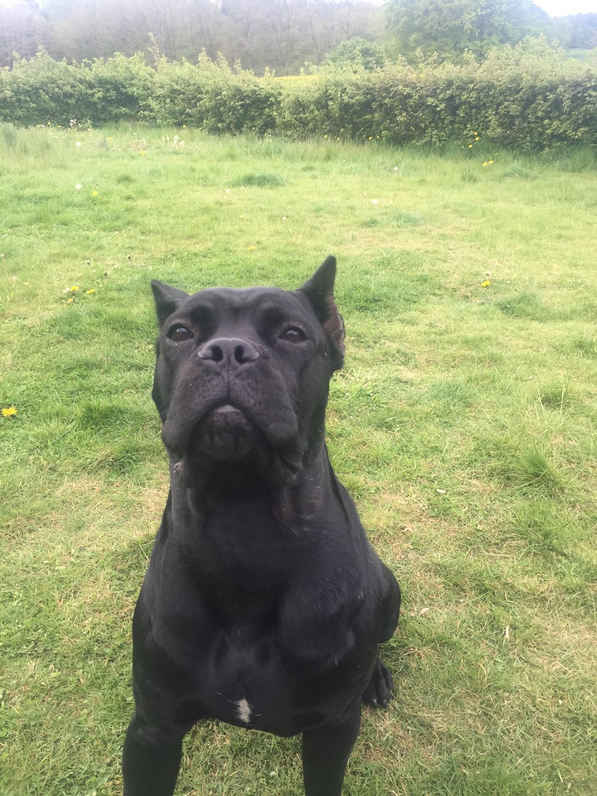 Cane corso Hugo (Black devil)  billede 31