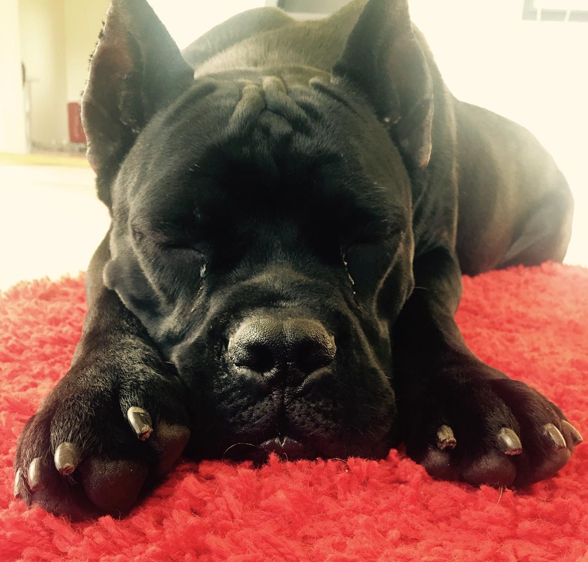 Cane corso Hugo (Black devil)  billede 33