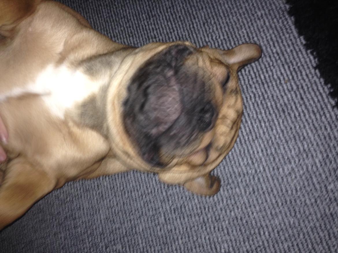 Fransk bulldog Adolf (Bond) billede 3