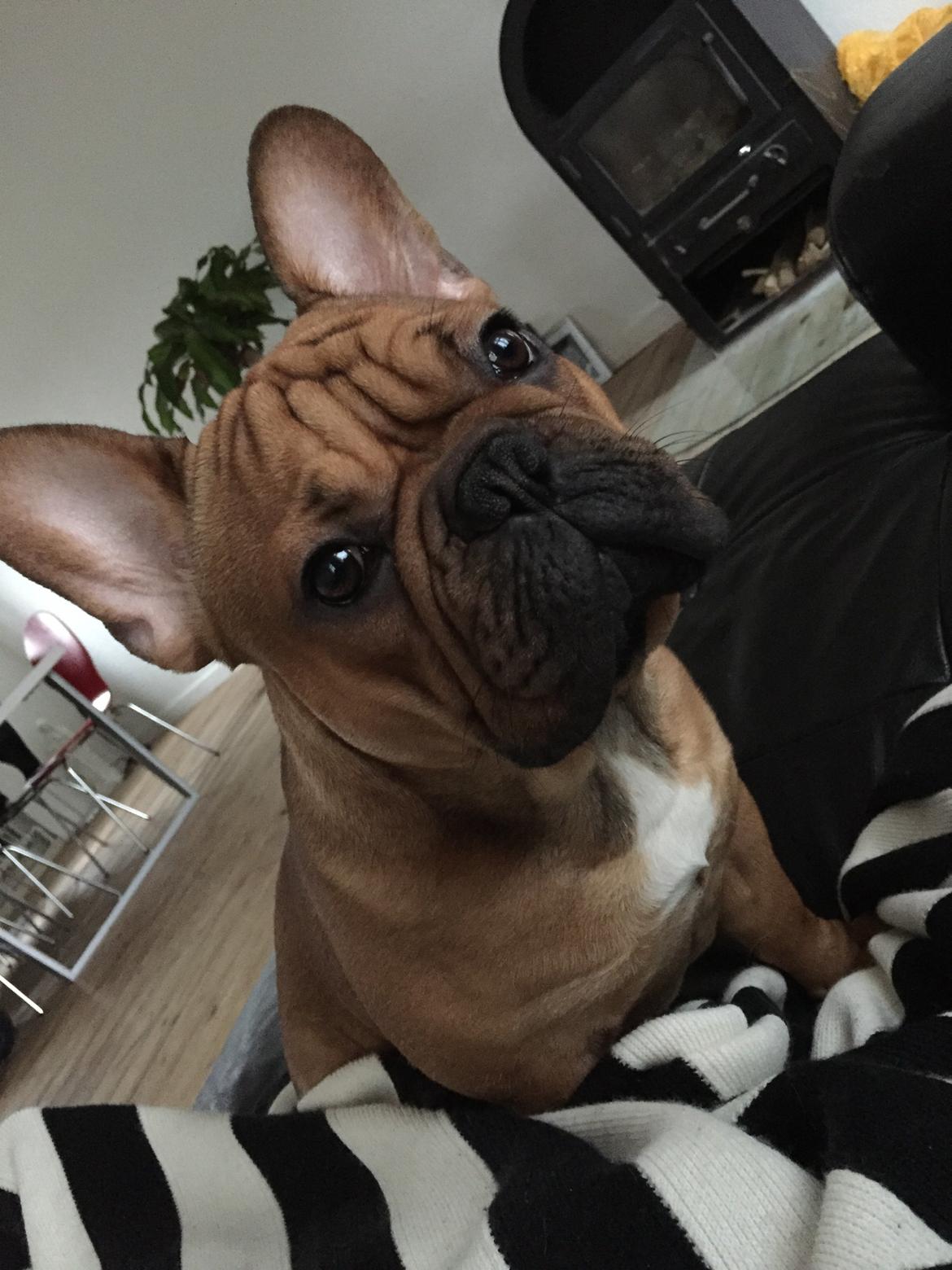 Fransk bulldog Adolf (Bond) billede 6