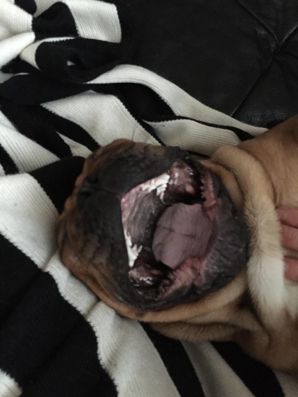 Fransk bulldog Adolf (Bond) billede 9