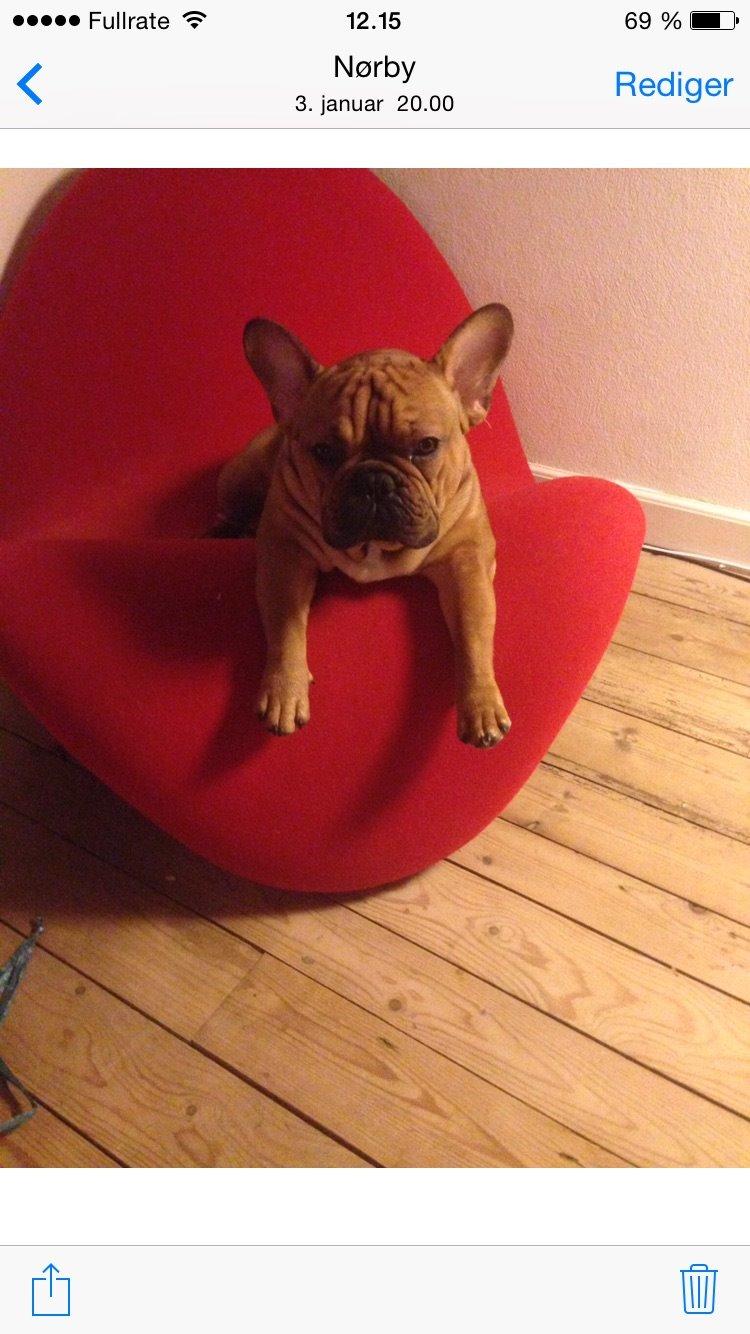 Fransk bulldog Adolf (Bond) billede 11