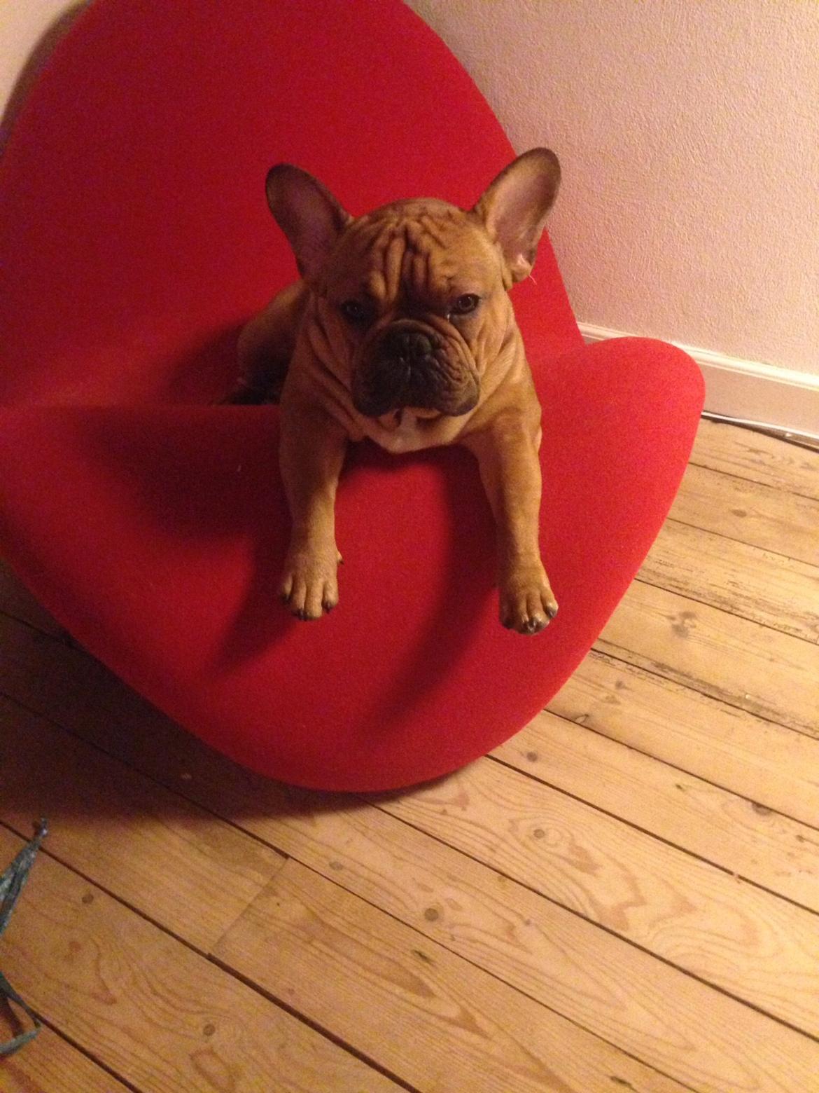 Fransk bulldog Adolf (Bond) billede 10