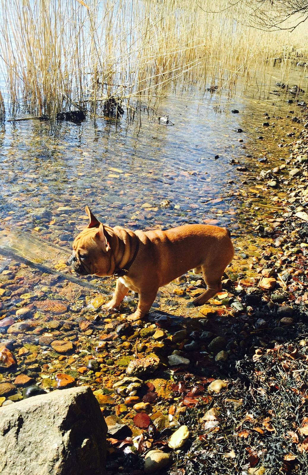 Fransk bulldog Adolf (Bond) billede 15